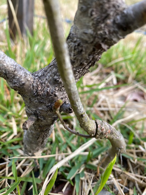 共栄木材に植えてある小さな木の写真